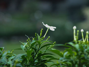 Close-up of white flowering plant