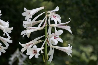 Close-up of white flowers