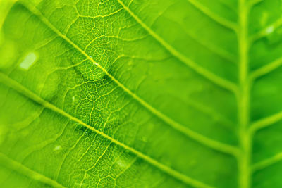 Full frame shot of green leaves