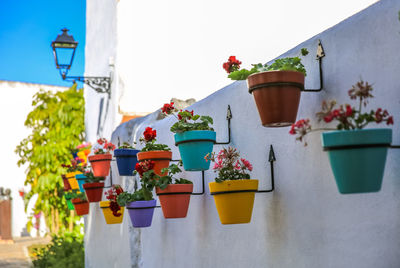 Many colorful pots with geraniums hanging on a white wall on one of the streets in malaga, spain