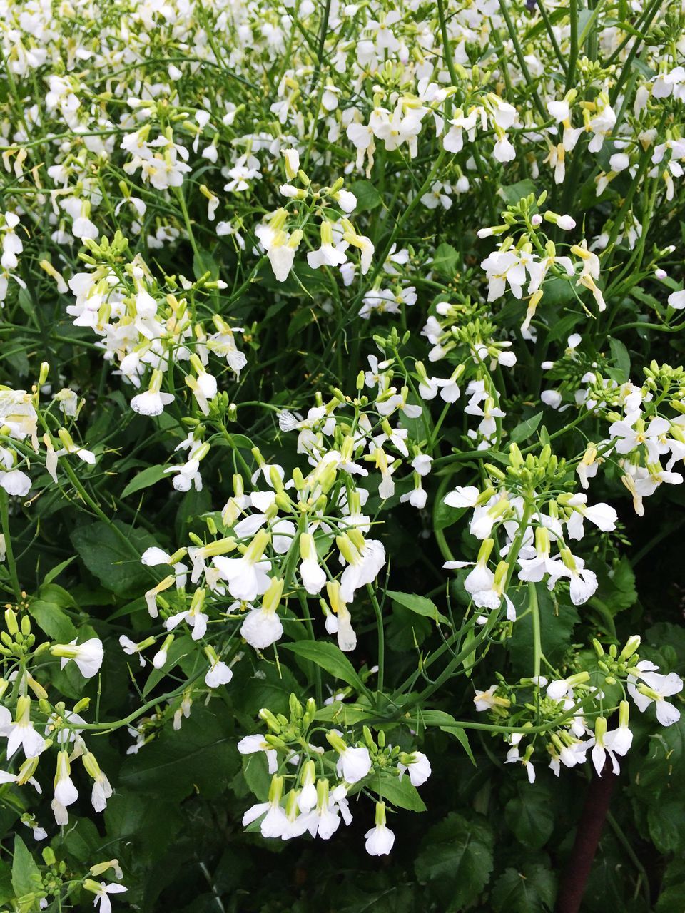 flower, growth, white color, freshness, fragility, beauty in nature, petal, plant, high angle view, nature, blooming, flower head, leaf, full frame, green color, backgrounds, in bloom, blossom, white, outdoors