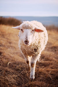 Sheep standing on field