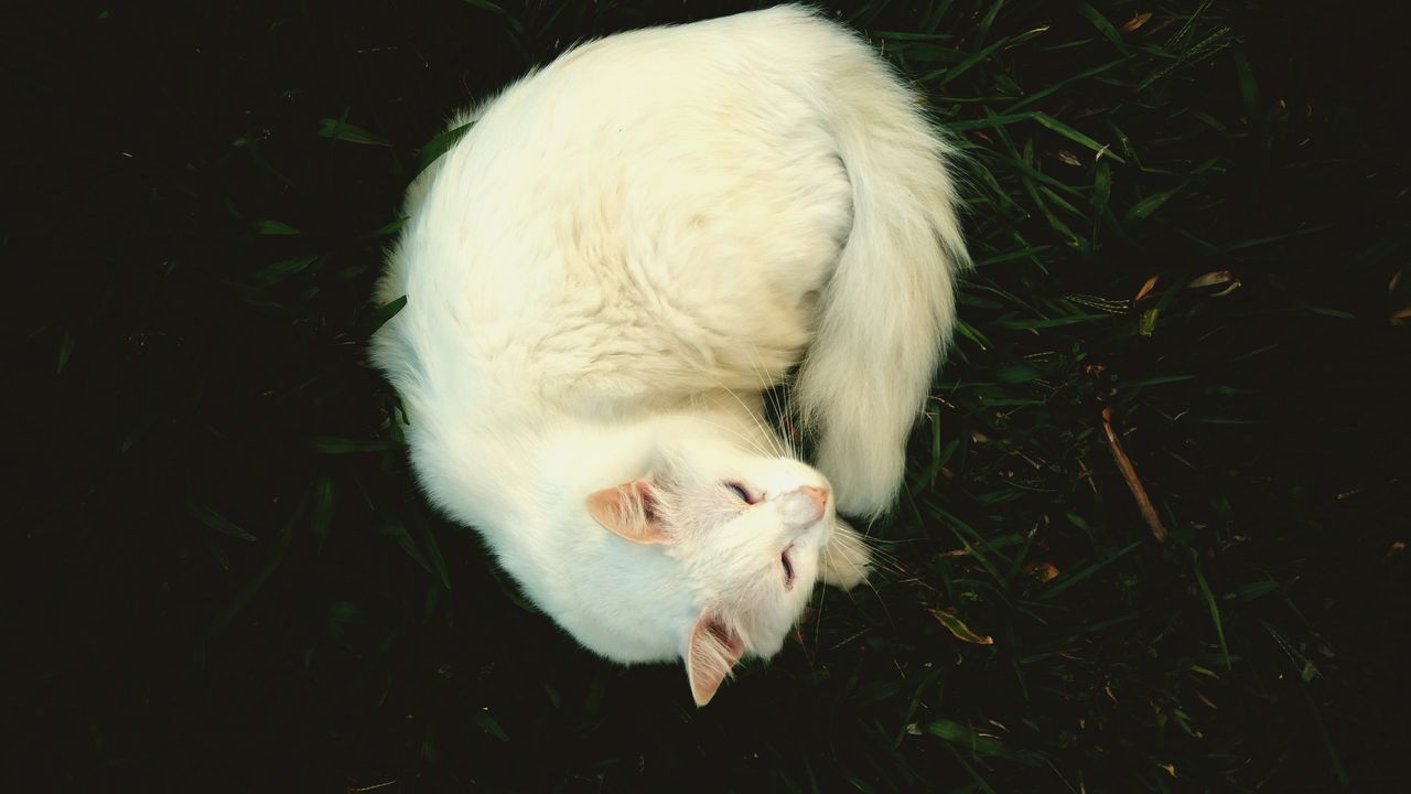 animal themes, animal, mammal, domestic, pets, domestic animals, one animal, vertebrate, white color, no people, close-up, cat, high angle view, rodent, feline, domestic cat, rat, animal wildlife, white, animal body part, whisker