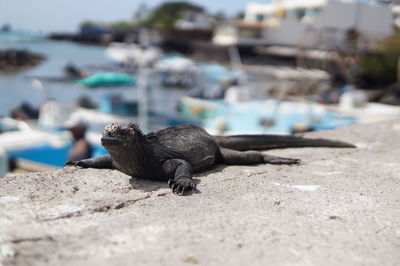Close-up of galapagos iguana on pier