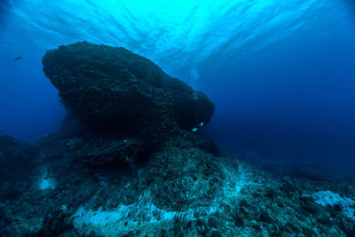 View of fish swimming in sea