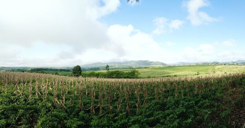 Scenic view of agricultural field against sky