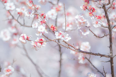 Close-up of pink cherry blossoms in spring