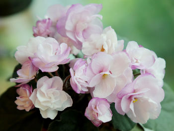 Close-up of pink flowers