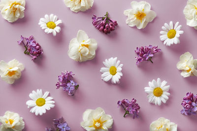 Close-up of white flowering plants