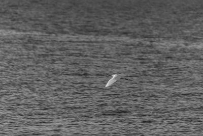 Bird flying over sea