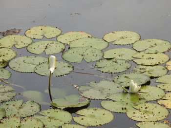 High angle view of lily pads in lake