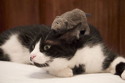 Close-up of a cat resting