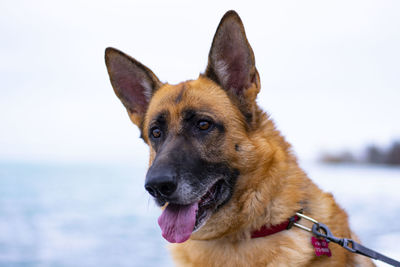 Close-up of a dog looking away