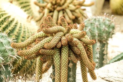 Close-up of pine cone on cactus