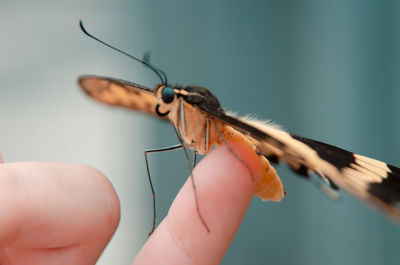 Close-up of butterfly on hand