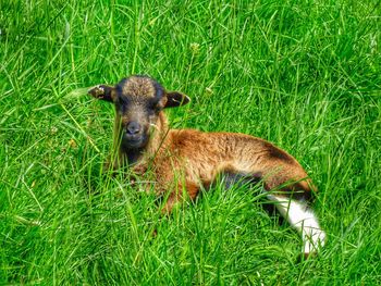 High angle view of kid goat resting on grassy field
