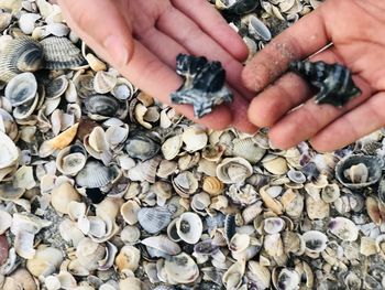 High angle view of person holding shells