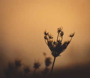 Close-up of flowering plant against orange sky