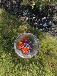 High angle view of fruits in container on field