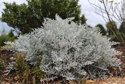 Close-up of plants in winter