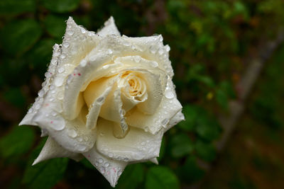 Close-up of wet white rose