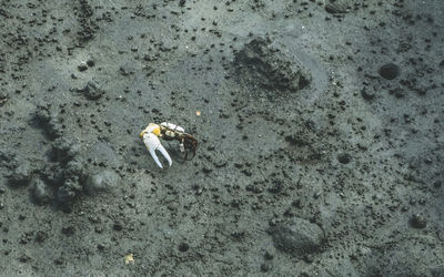 High angle view of crab on sand