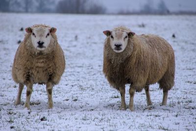 Portrait of sheep standing on snow covered land