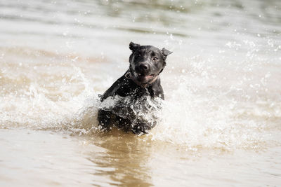 Dog running in water