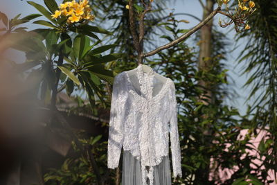 Close-up of white flower hanging on tree in yard