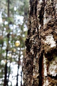 Close-up of lichen on tree trunk in forest