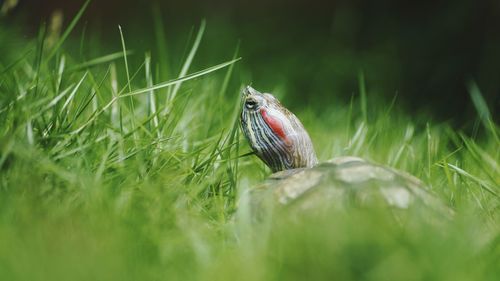 Close-up of a bird on grass