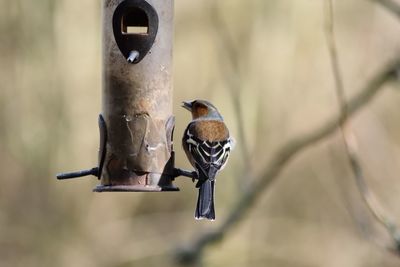 Close-up of bird perching on feeder