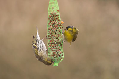 Close-up of bird perching on feeder