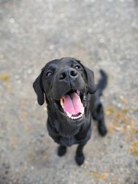 High angle portrait of a dog