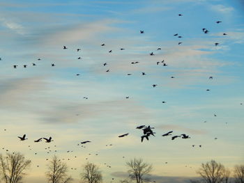 Flock of birds flying against sky