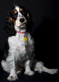 Portrait of dog against black background