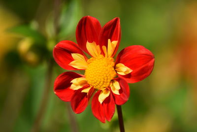Close-up of red flower