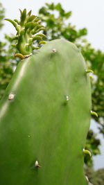 Close-up of green fruits on tree