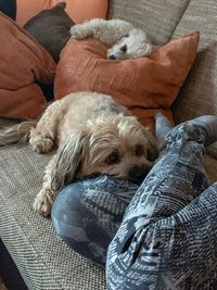 High angle view of dog resting on sofa at home