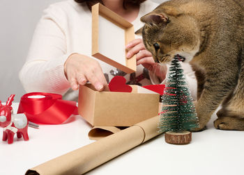 Adult gray cat is gnawing a miniature christmas tree, behind a woman is packing gifts