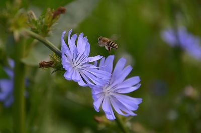 Close-up of butterfly on purple flower