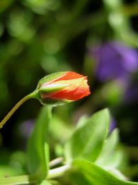 Close-up of flower blooming outdoors