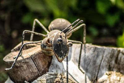 Close-up of insect on wood