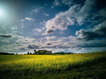 Yellow flowering plants on field against sky