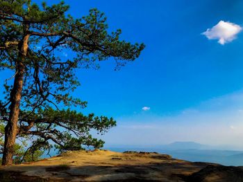 Low angle view of trees against blue sky