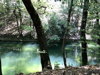 Trees by lake in forest