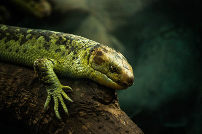 Close-up of a lizard