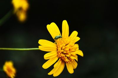 Close-up of bee on yellow flower