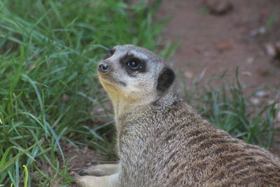 Close-up of a meerkat looking away on field