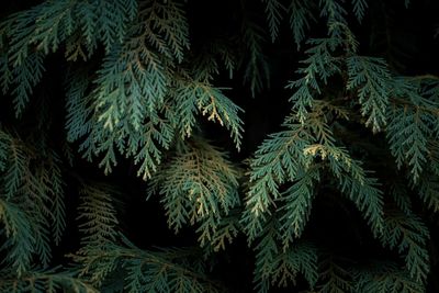 Full frame shot of pine tree
